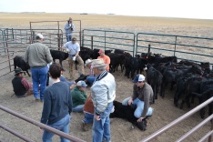 Here's the big picture of what's happening. They're working with a small group of calves in a small pen. In this picture you can see the three pairs of people holding calves all at the same time.