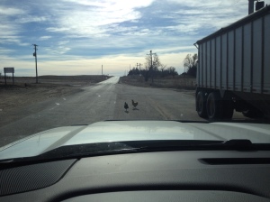 chickens crossing the road